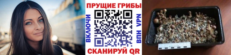 Галлюциногенные грибы Magic Shrooms  Сызрань 
